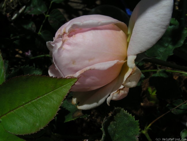 'Fragrant Masterpiece (Shrub, Clements, 2002)' rose photo