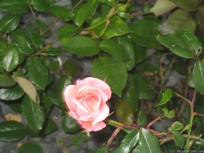 'Queen of England' rose photo