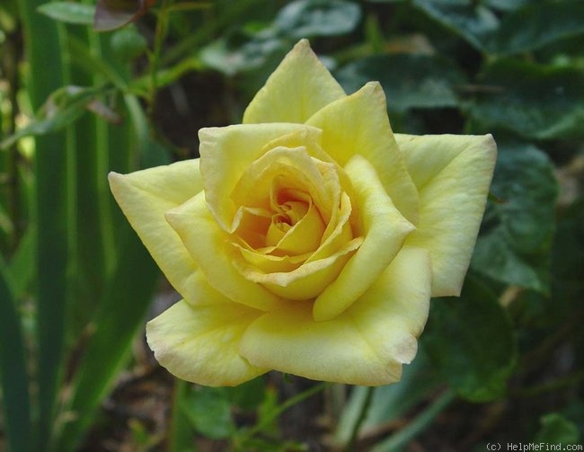 'Oregold' rose photo