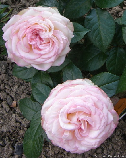 'Biedermeier ®' rose photo