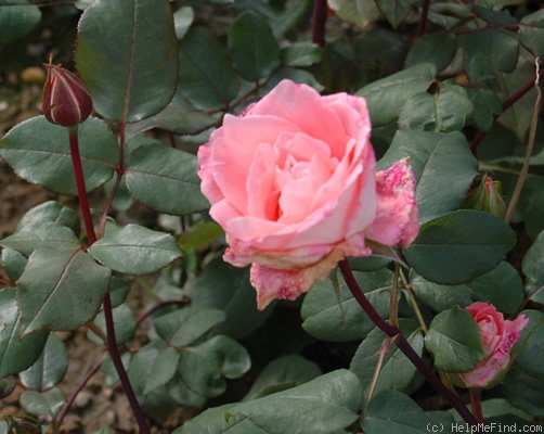 'Nella Martinetti' rose photo