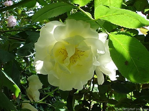 'Windrush' rose photo