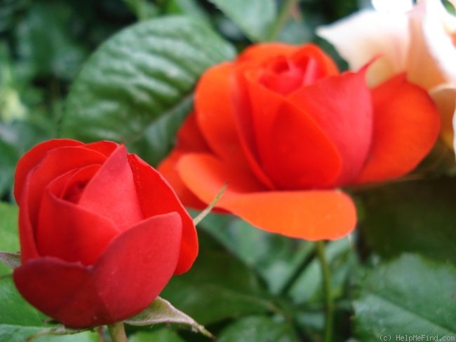 'Remembrance (floribunda, Harkness 1992)' rose photo