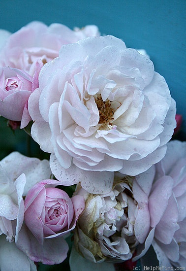 'Blush Noisette' rose photo