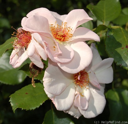 'Bolero (climber, Olesen, 1998)' rose photo