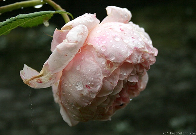 'William Morris' rose photo