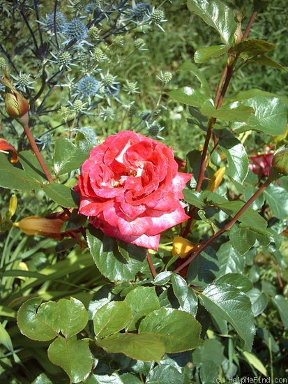 'Rose Gaujard ®' rose photo