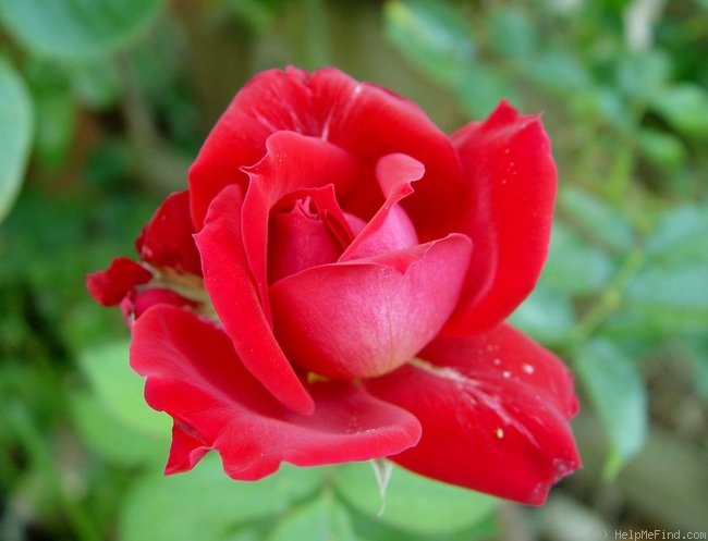 'Monumental' rose, click to enlarge 'Monumental' rose photo