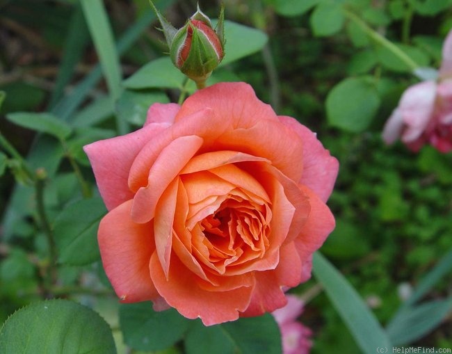 'Outrageous ™' rose photo