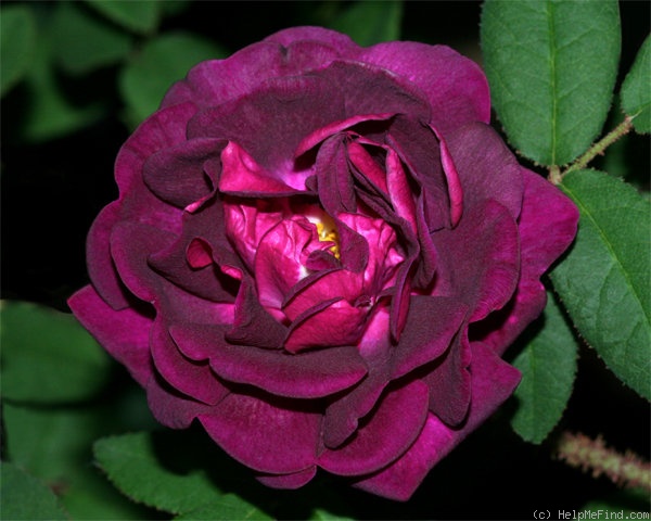 'Nightmoss' rose photo