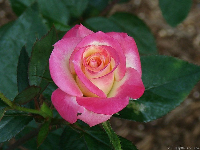 'Luscious Lucy ™' rose photo