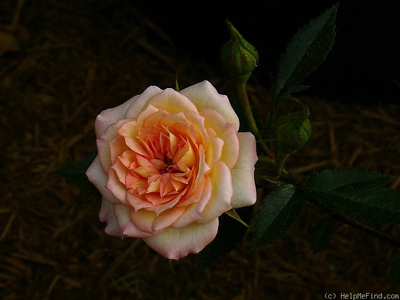 'Avandel' rose photo