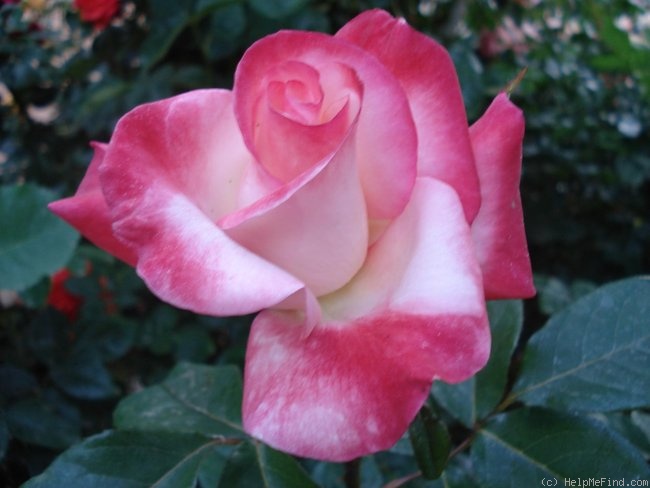 'Gemini (hybrid tea, Zary 1999)' rose photo