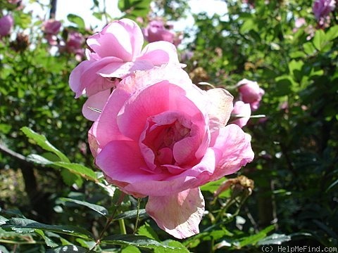 '<i>Rosa virginiana plena</i>' rose photo