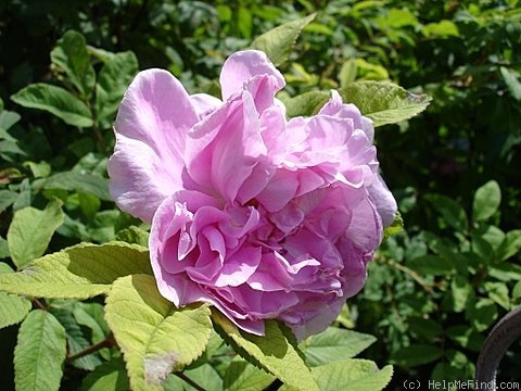 'Thérèse Bugnet (Rugosa, Bugnet, 1941)' rose, click to enlarge 'Thérèse Bugnet (Rugosa, Bugnet, 1941)' rose photo