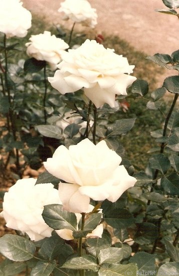 'Bernadette (hybrid tea, Dorieux, 1976)' rose photo
