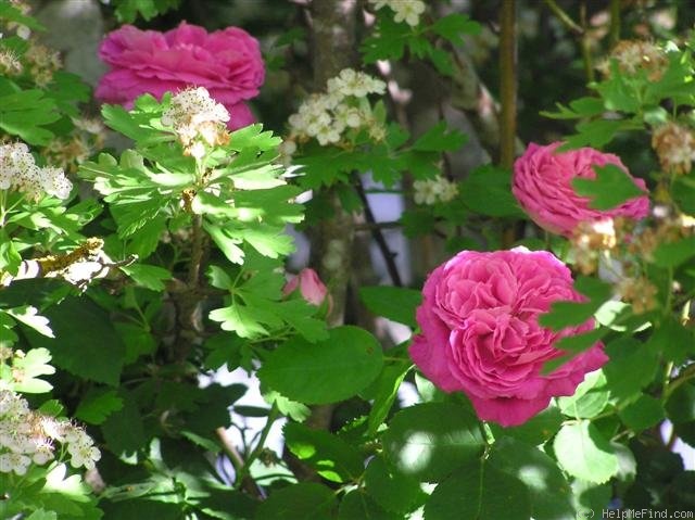 'John Hopper' rose photo