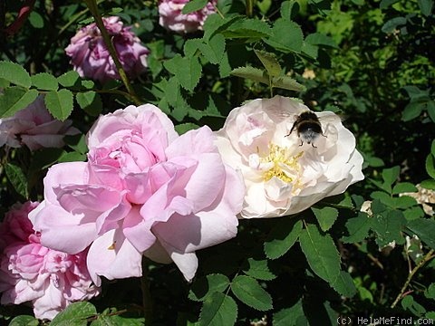 'Enfant de France (Hybrid Perpetual, Lartay, 1860)' rose photo