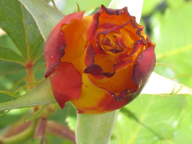 'My small patch of dirt'  photo