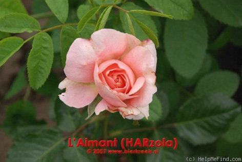 'L'Aimant' rose photo