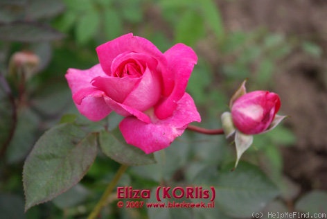 'Eliza (hybrid tea, Kordes 1994)' rose photo