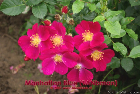 'Manhattan Blue (floribunda, Evers/Tantau, 1990)' rose photo