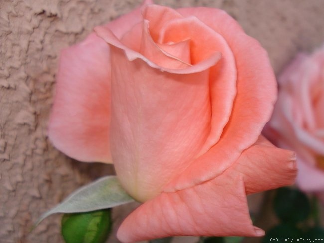 'Sonia Meilland ®' rose photo