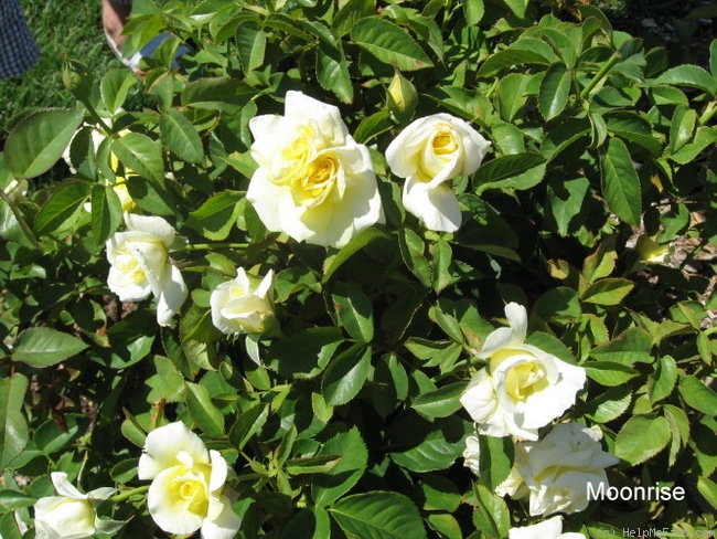 'Moonrise' rose photo