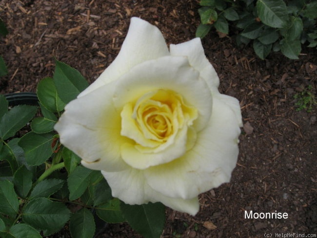 'Moonrise' rose photo