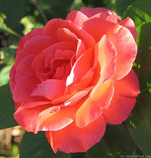 'Artistry' rose photo
