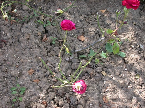 'Baby Château' rose photo