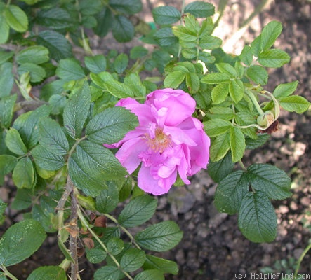 'Germanica var. B' rose photo