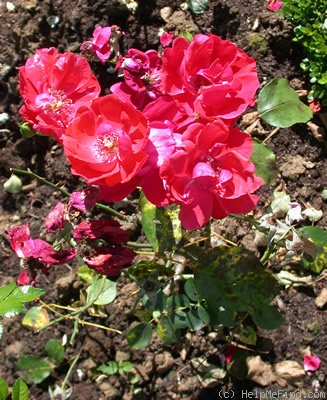 'Gertrud Westphal' rose photo