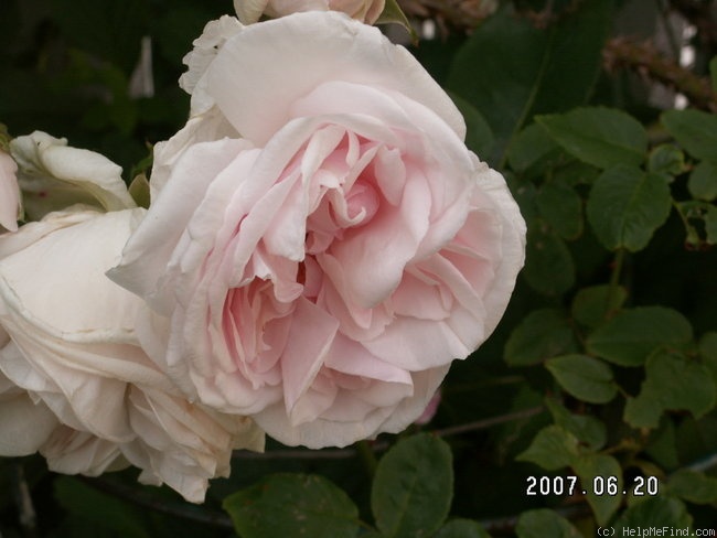 'Souvenir de Malmaison blanche' rose photo