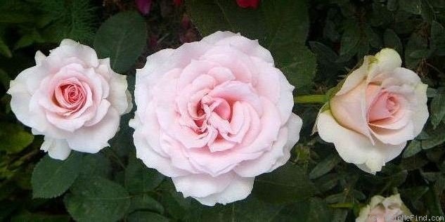 'Hawkeye Belle' rose photo