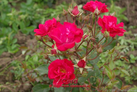 'Cera' rose photo