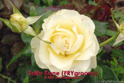 'Sally Kane' rose photo