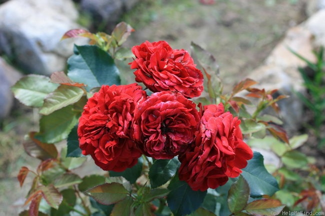 'Insel Mainau ®' rose photo
