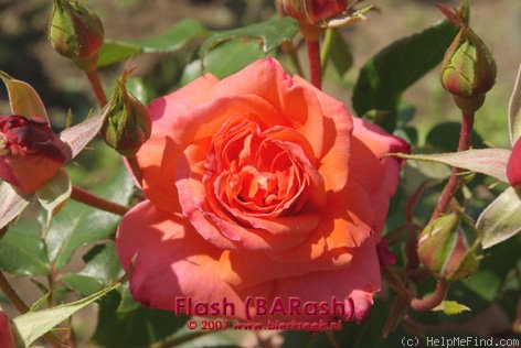 'Flash ® (floribunda, Barni, 1999)' rose photo