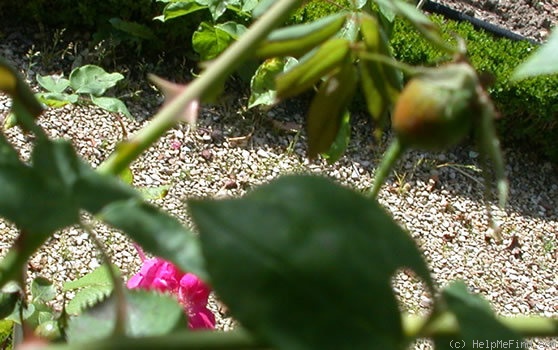 'La Biche' rose photo
