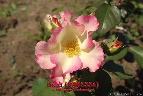 'Liolà ® (floribunda, Barni 2003)' rose photo