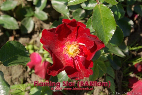 'Flaming Star ® (shrub, Barni, 1993)' rose photo