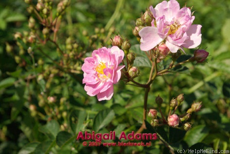 'Abigail Adams' rose photo