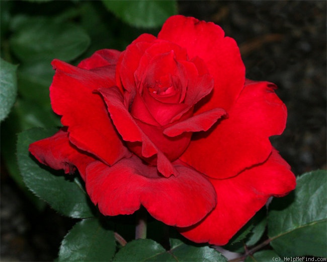 'Love's Promise™' rose photo