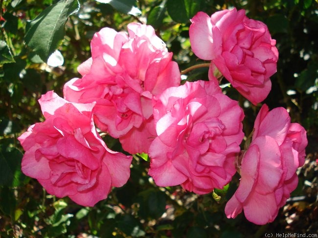 'Cyclamen La Sevillana' rose photo