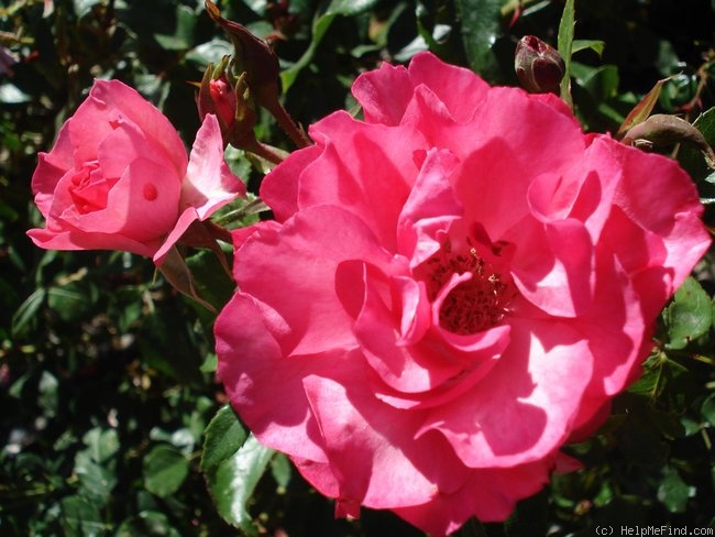 'Cyclamen La Sevillana' rose photo
