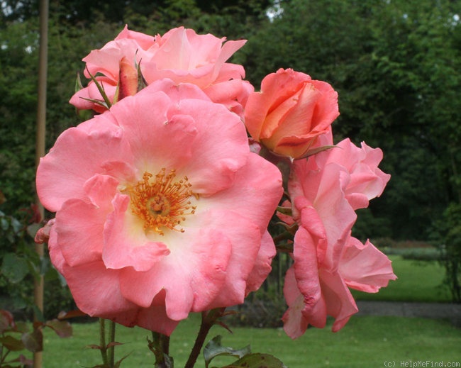 'Alfresco' rose photo