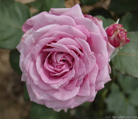 'Lugdunum ®' rose photo