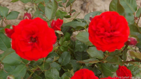 'Ruth Leuwerick' rose photo