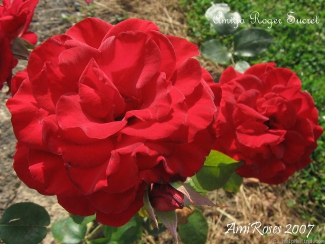 'Amigo Roger Sucret' rose photo